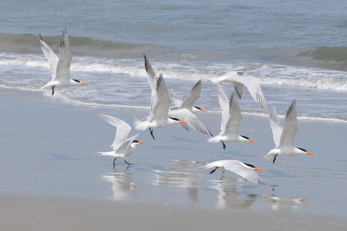 Cumberland Island Georgia - Common Tern